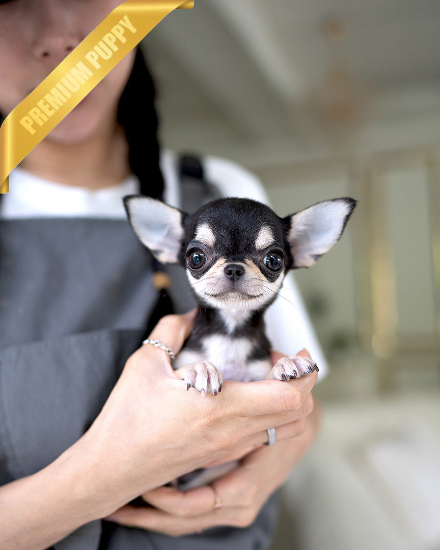 A Chihuahua puppy