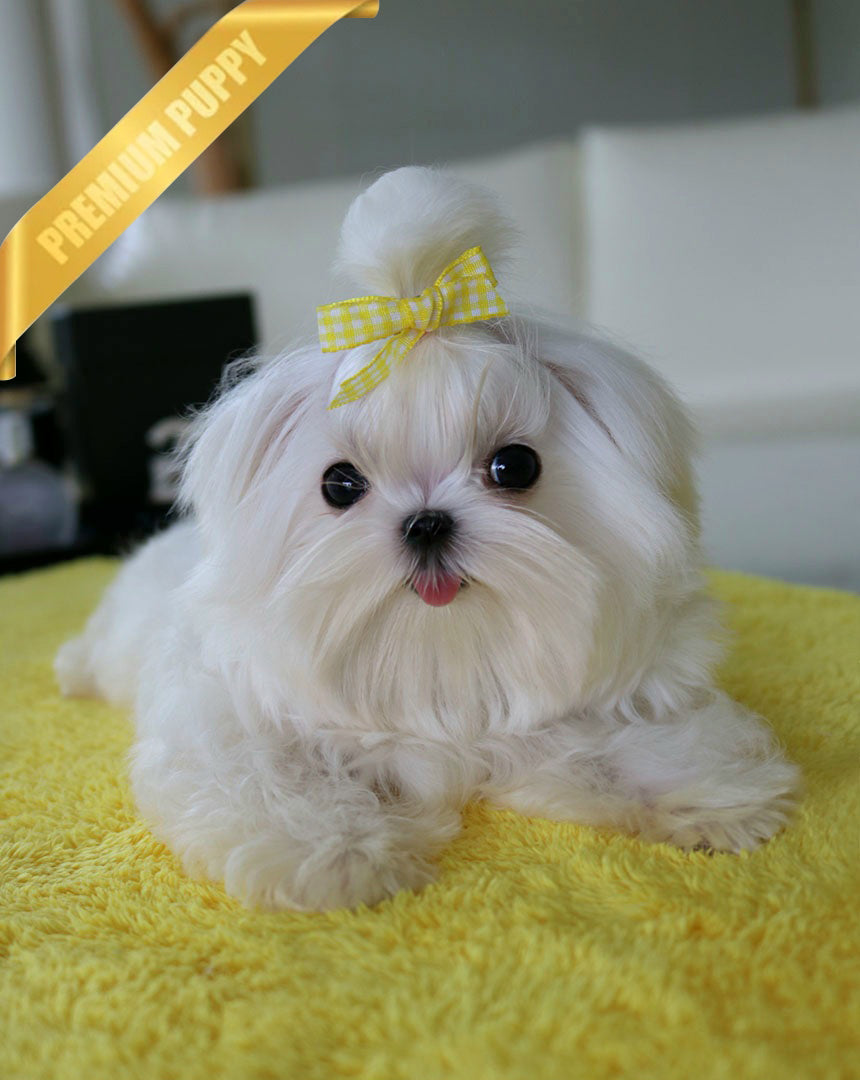 A Maltese puppy