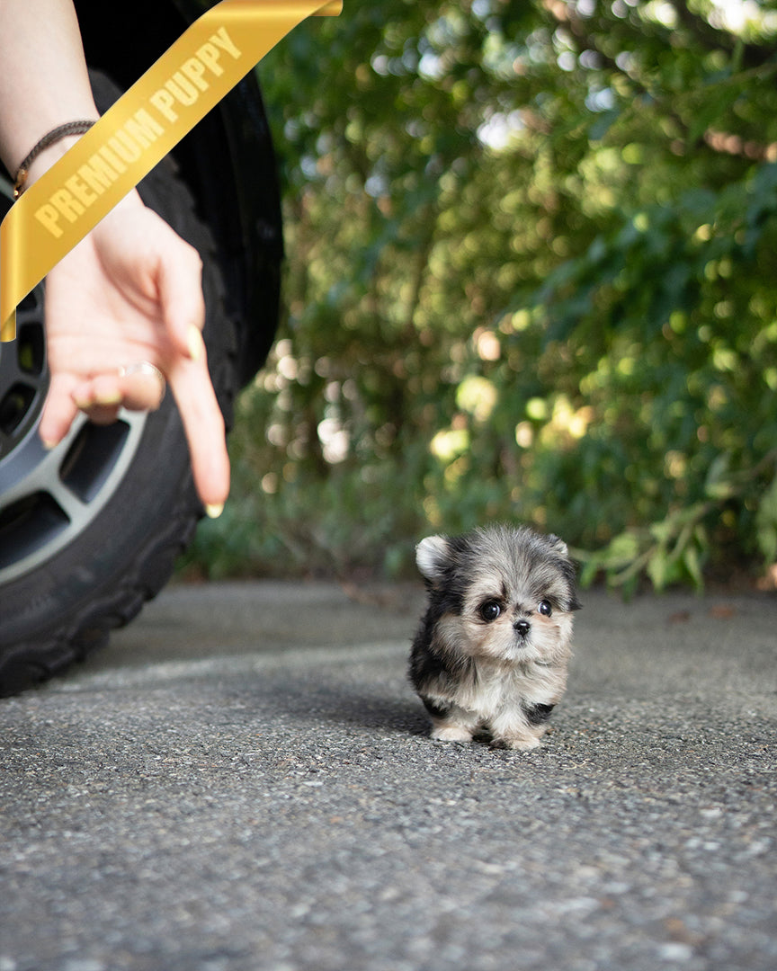 A Maltipom puppy