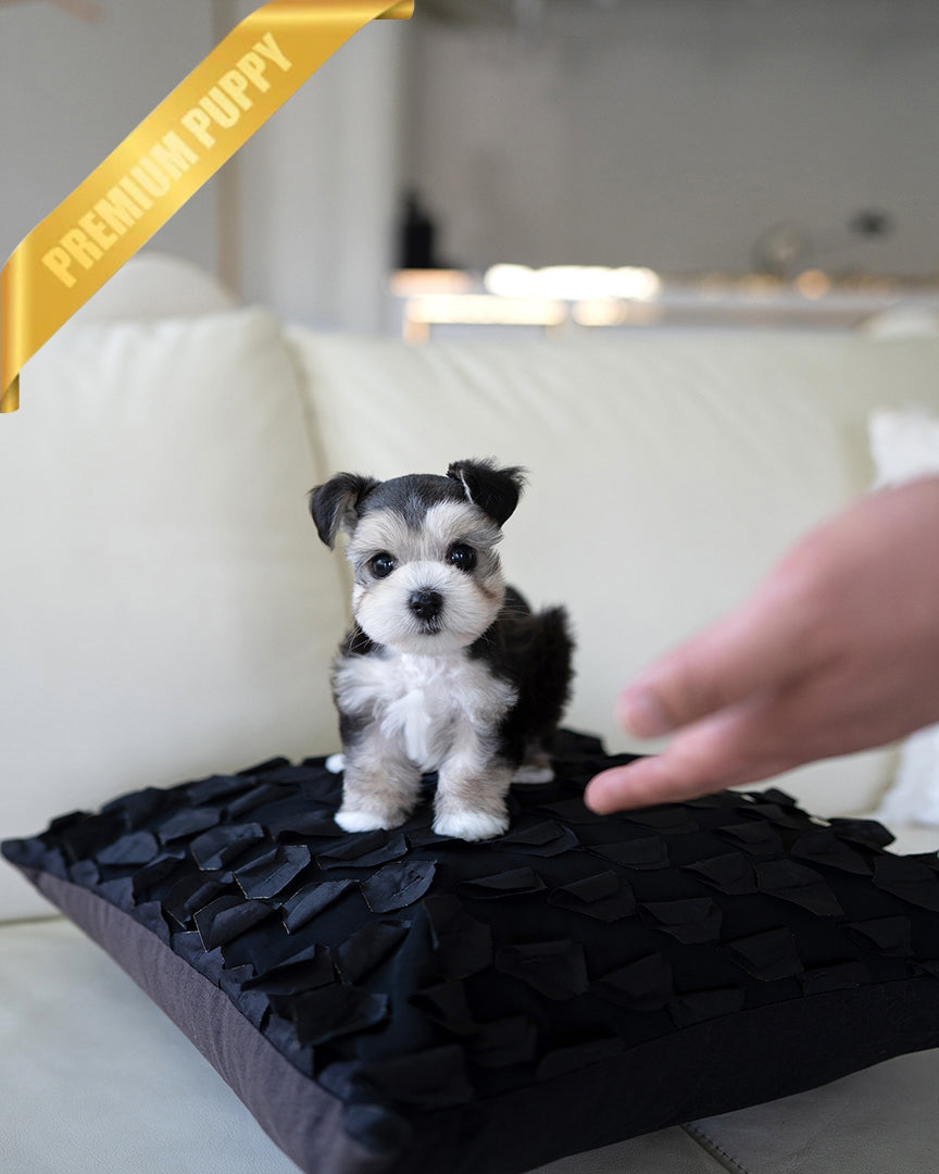 A Miniature Schnauzer puppy