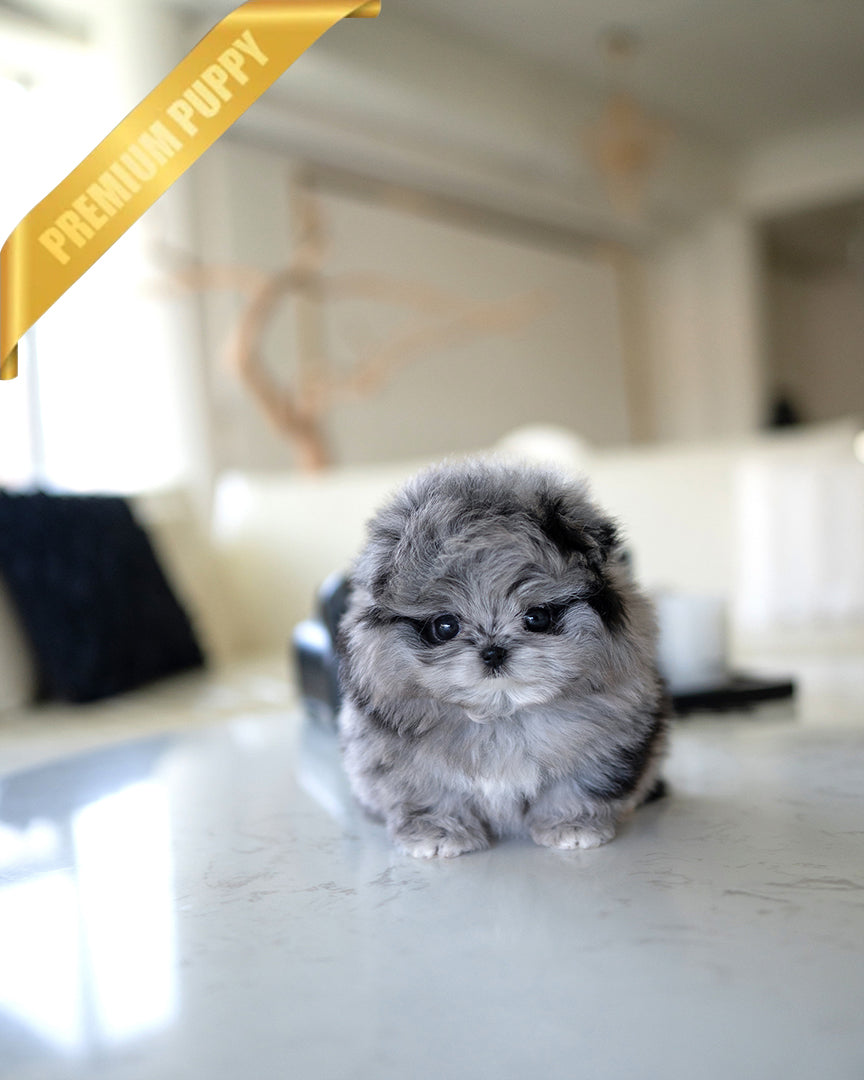 A Pomapoo puppy