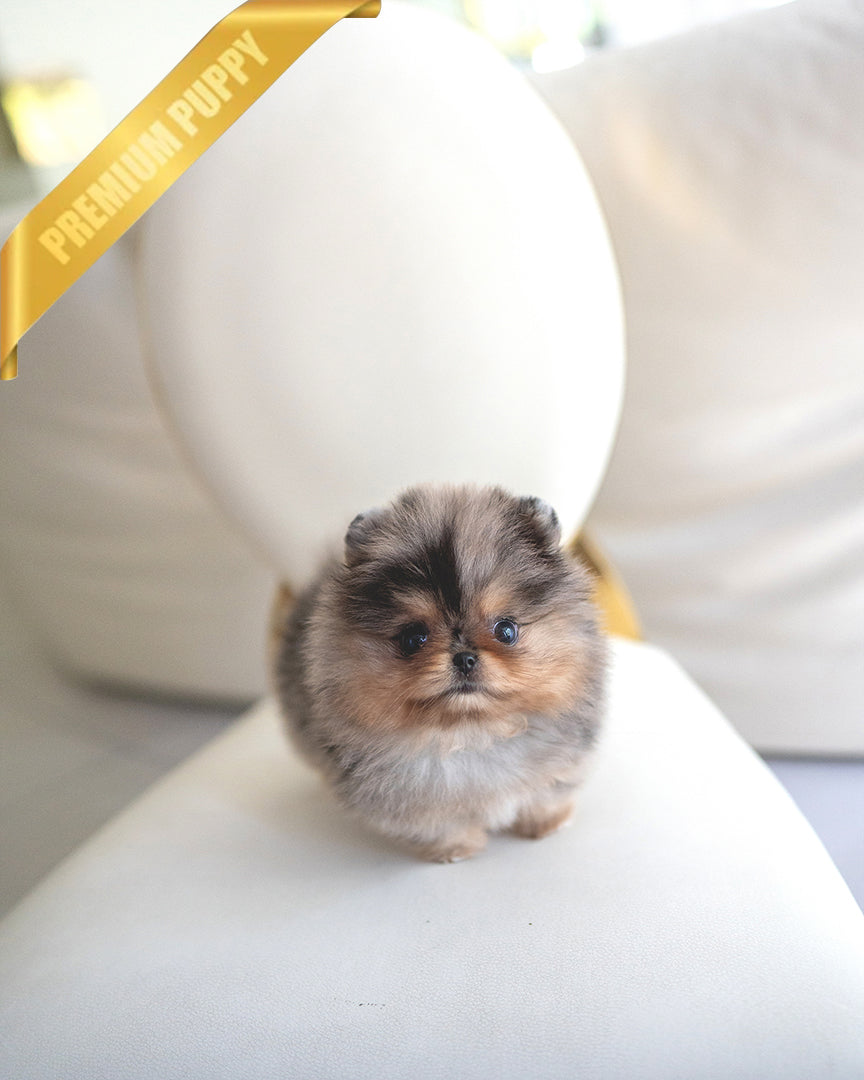 A Pomeranian puppy