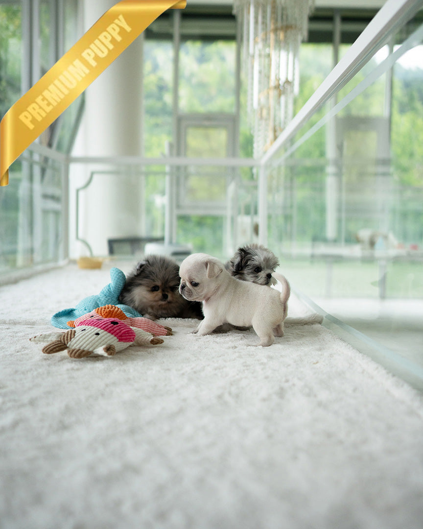 A Pug puppy