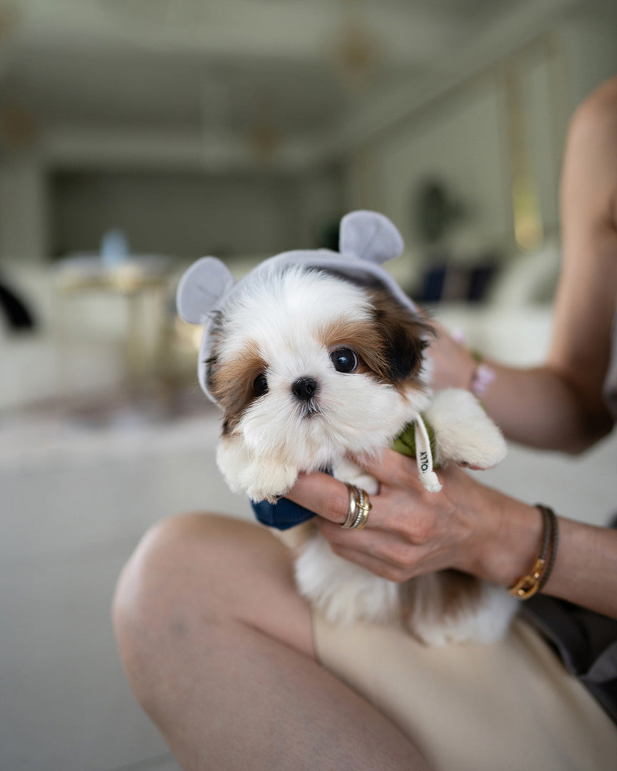 A Shih Tzu puppy