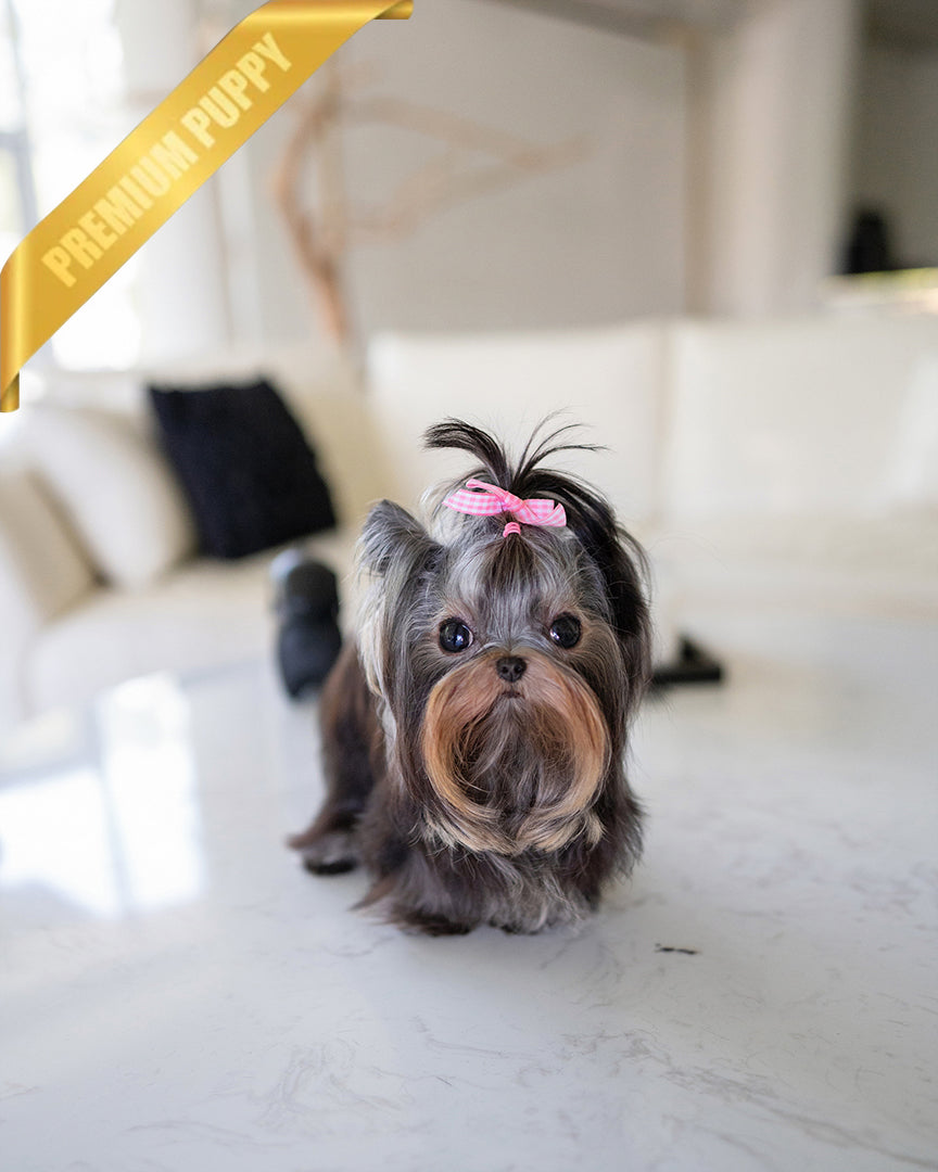 A Yorkshire Terrier puppy