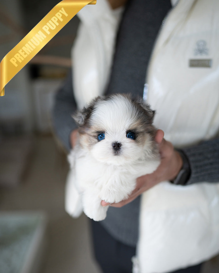 Aaron, a Maltipom puppy