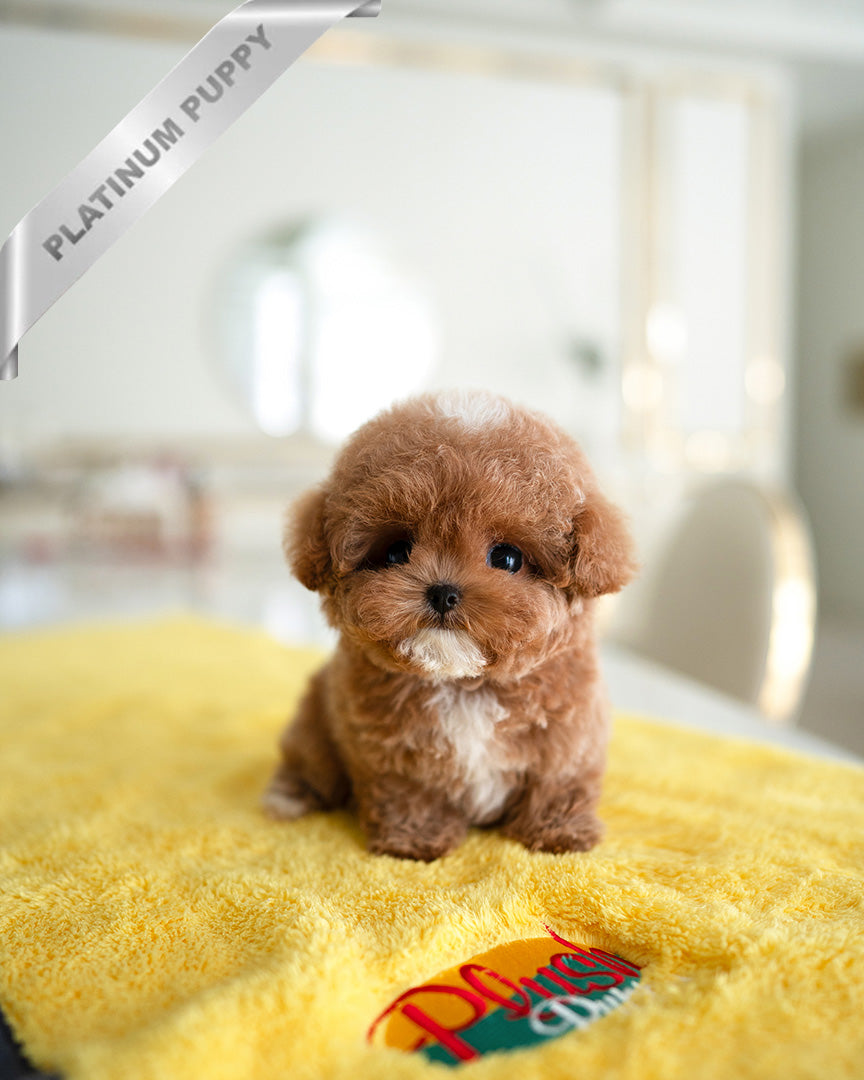 Agatha, a Poodle puppy