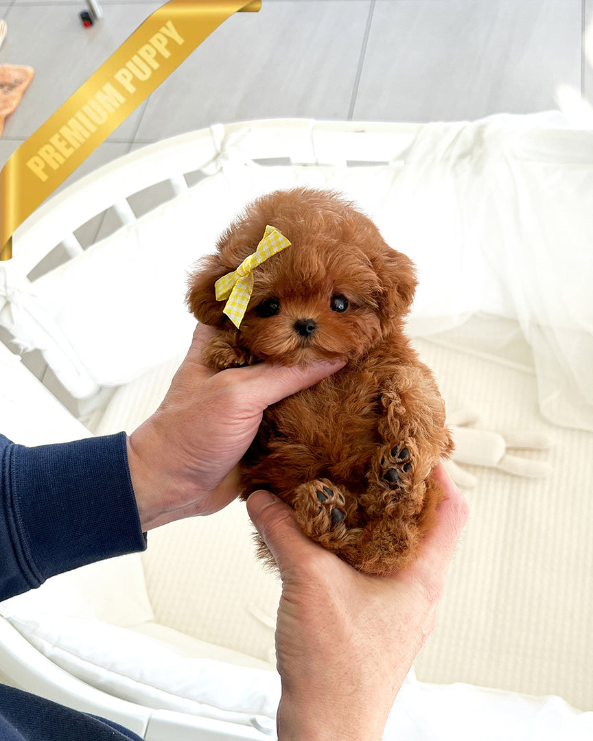 Agatha, a Poodle puppy