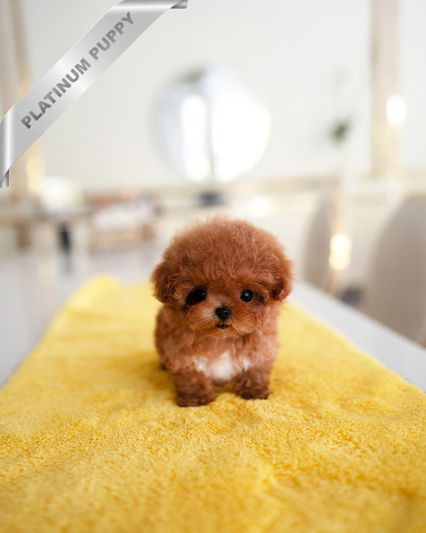 Agatha, a Poodle puppy