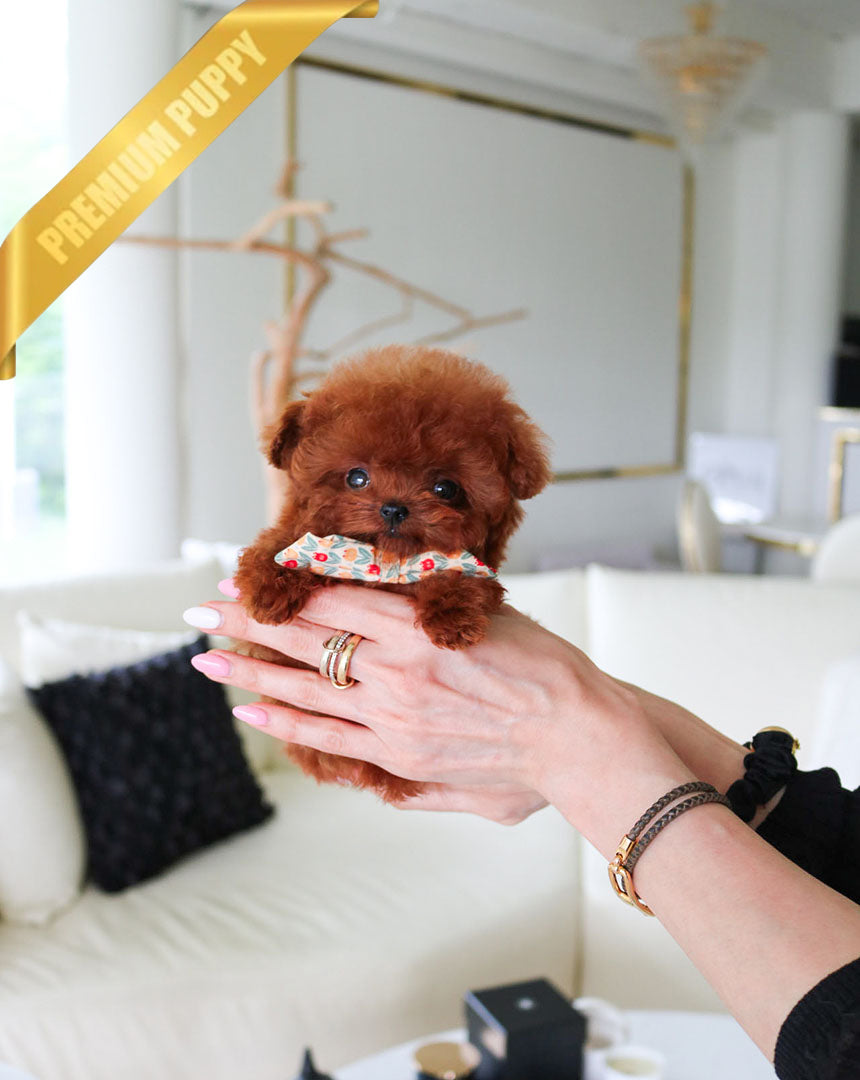 Agatha, a Poodle puppy