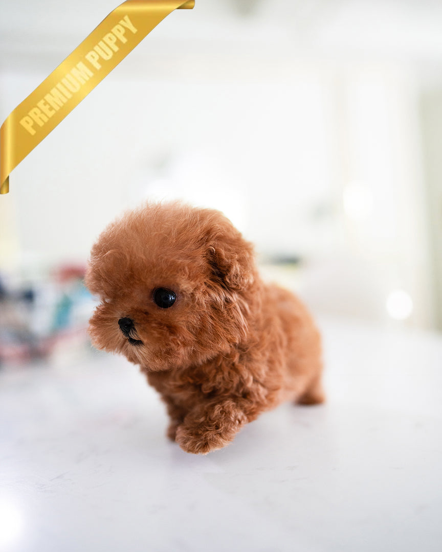Agatha, a Poodle puppy