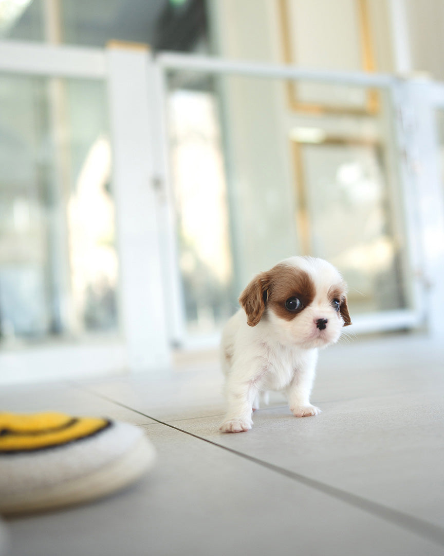 Alfie, a King Charles puppy