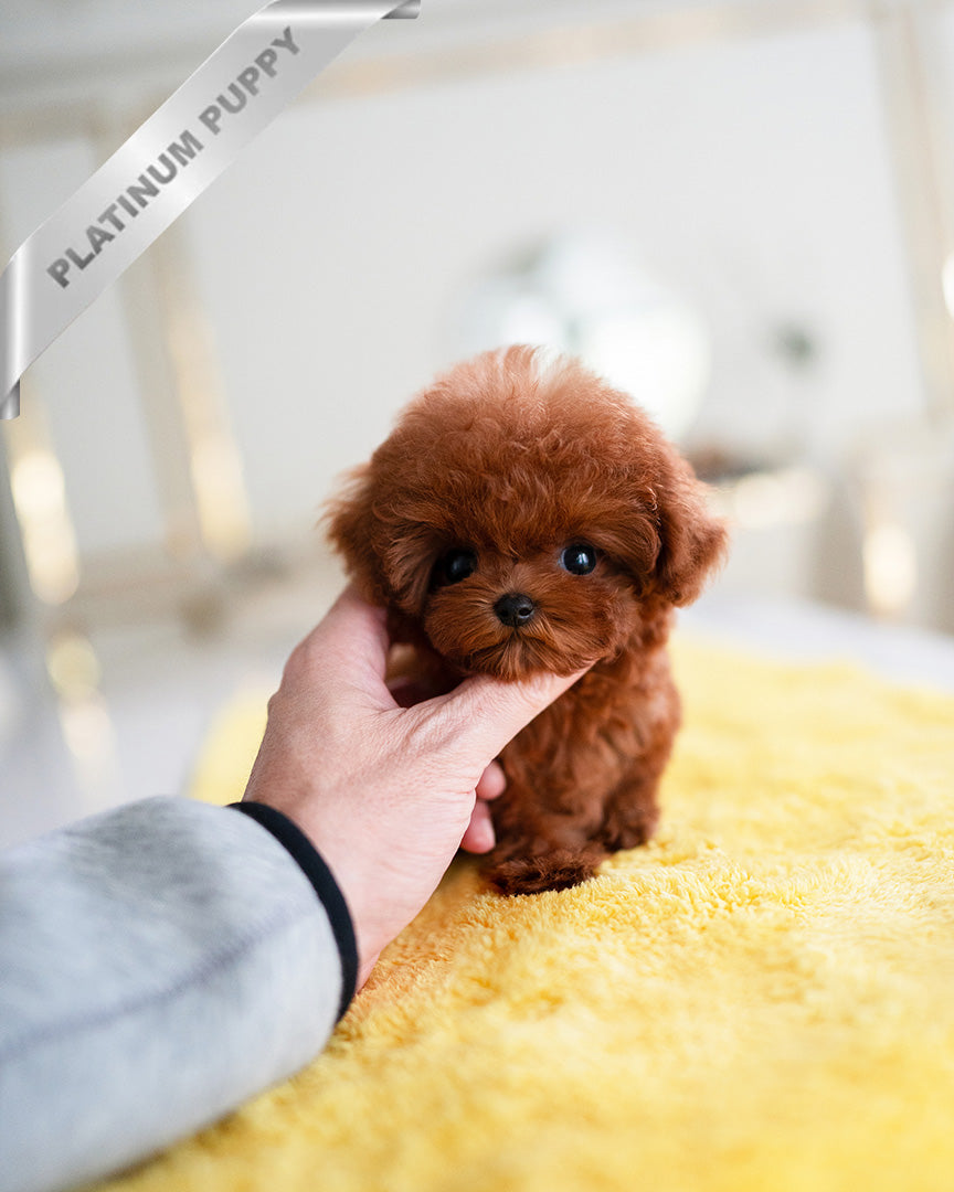 Amber, a Poodle puppy