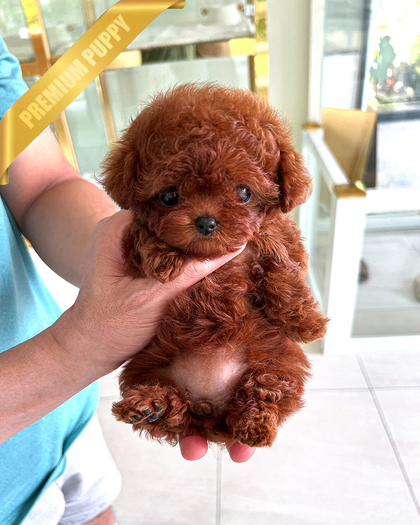 Amber, a Poodle puppy