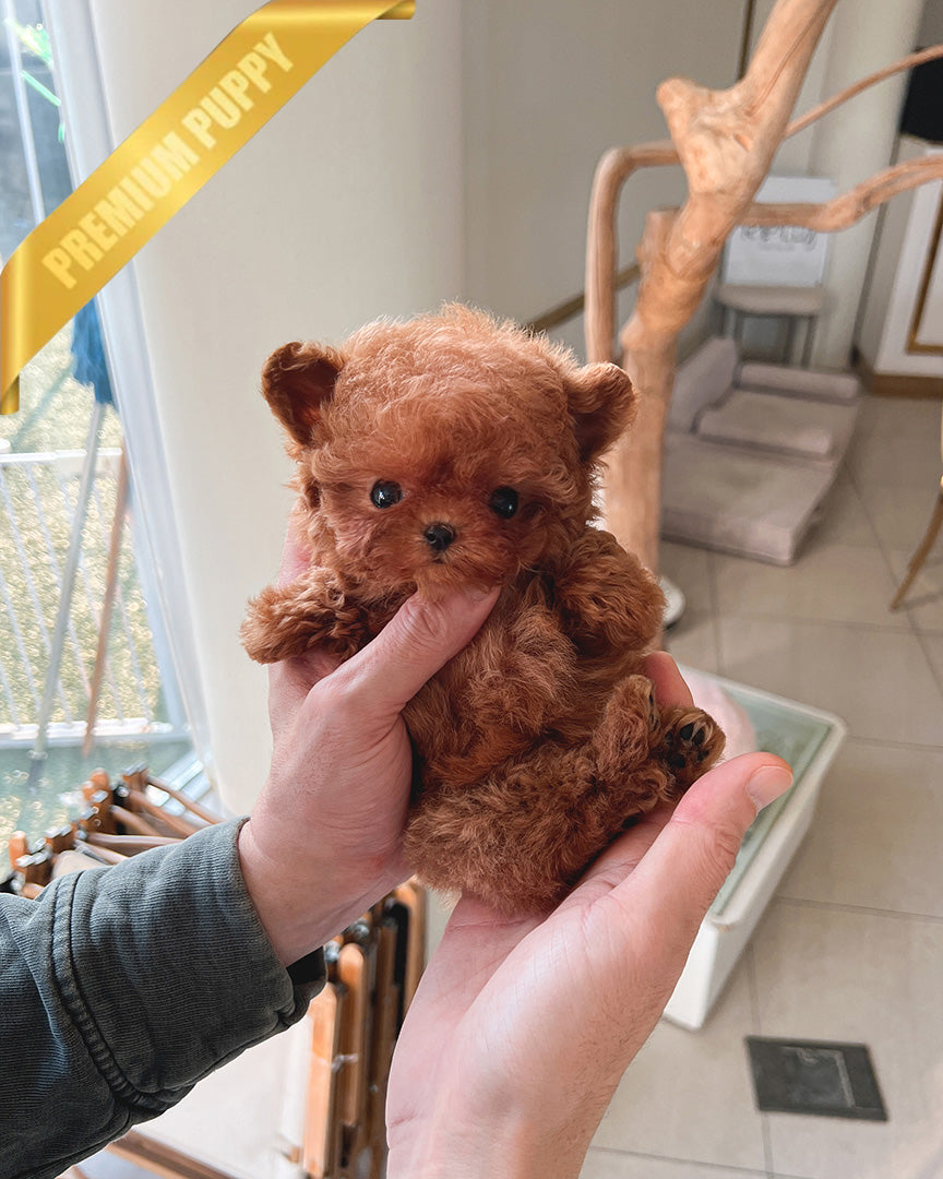 Amber, a Poodle puppy