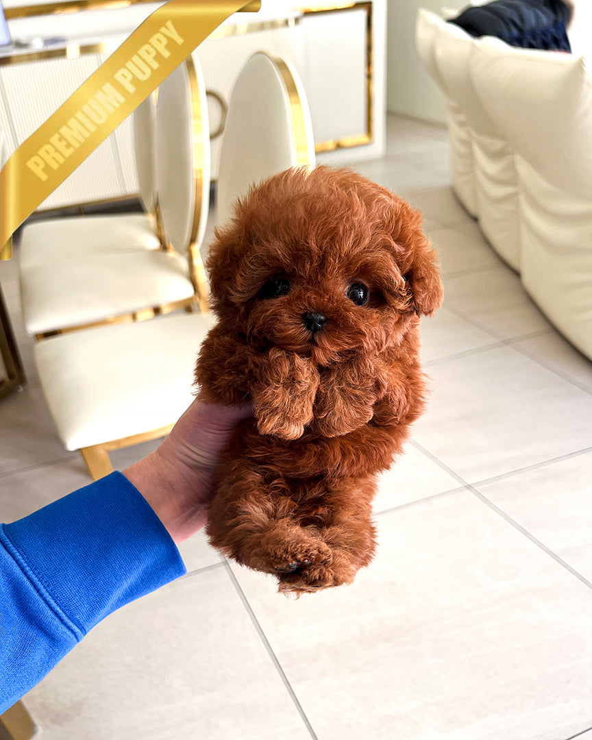 Amber, a Poodle puppy