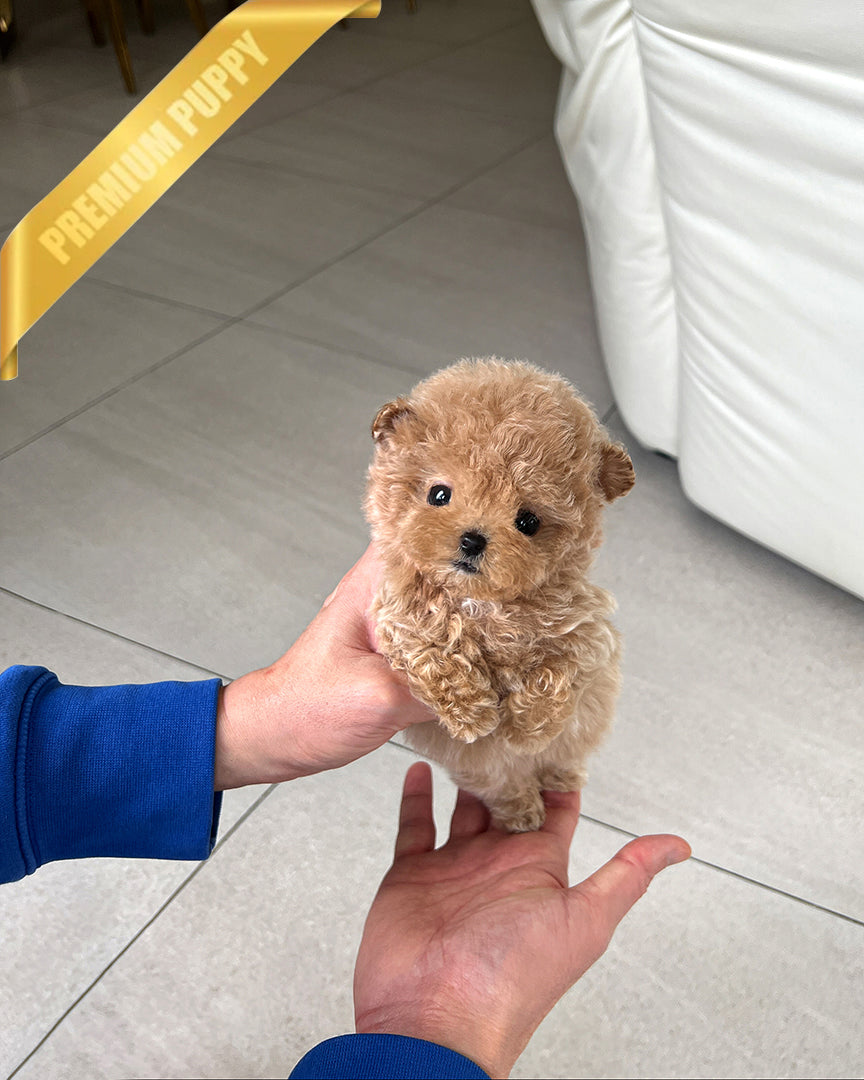 Amber, a Poodle puppy