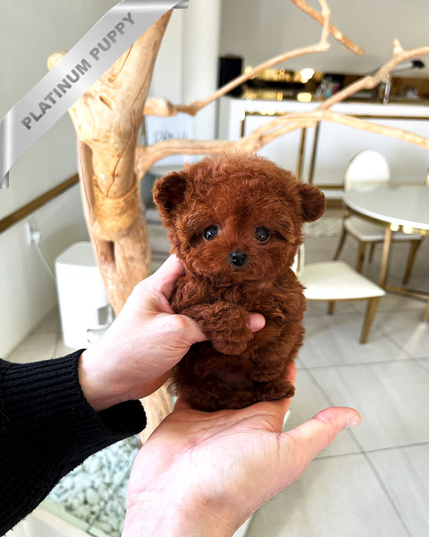 Amber, a Poodle puppy