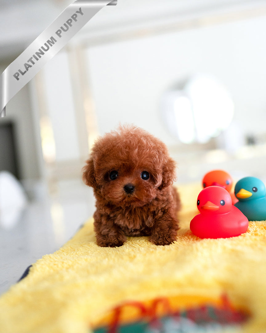 Amber, a Poodle puppy