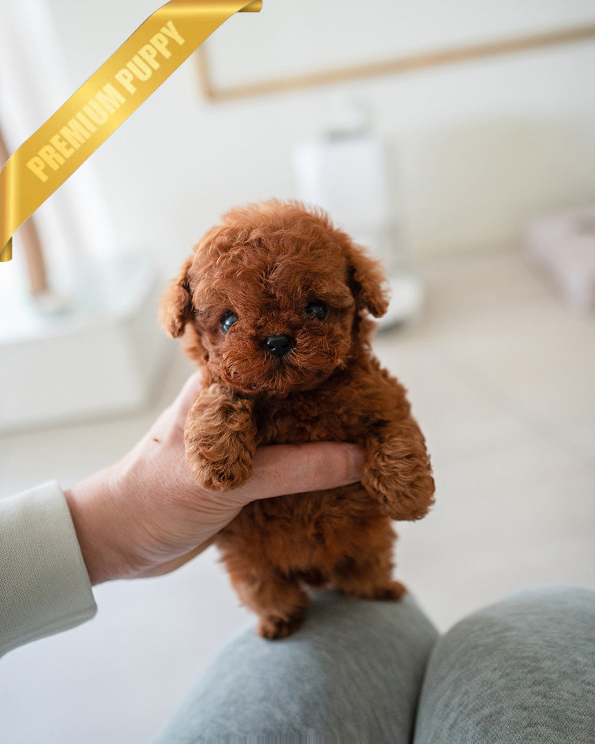 Amelia, a Poodle puppy
