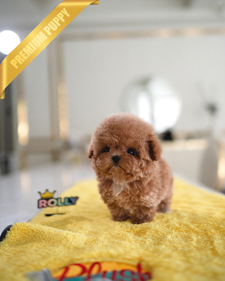 Amelia, a Poodle puppy