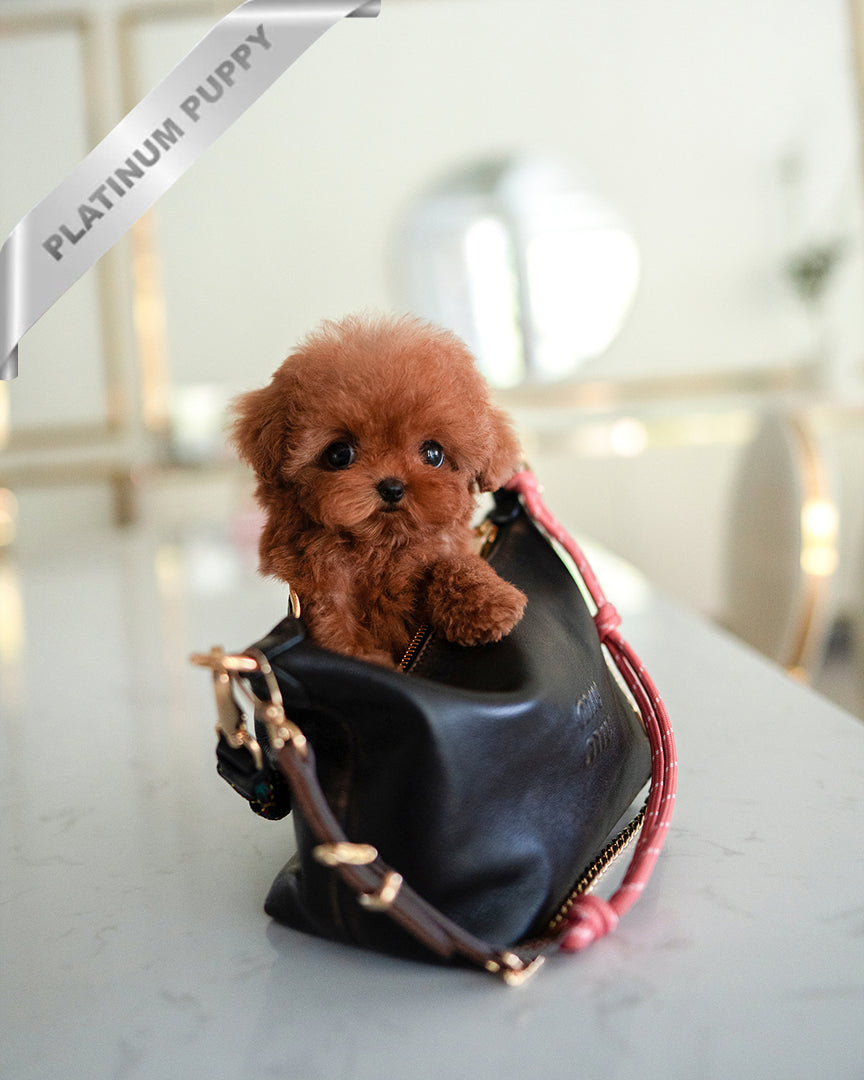 Amelia, a Poodle puppy