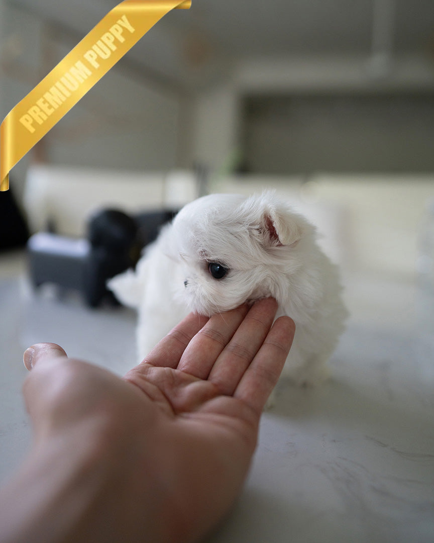 Archie, a Maltese puppy