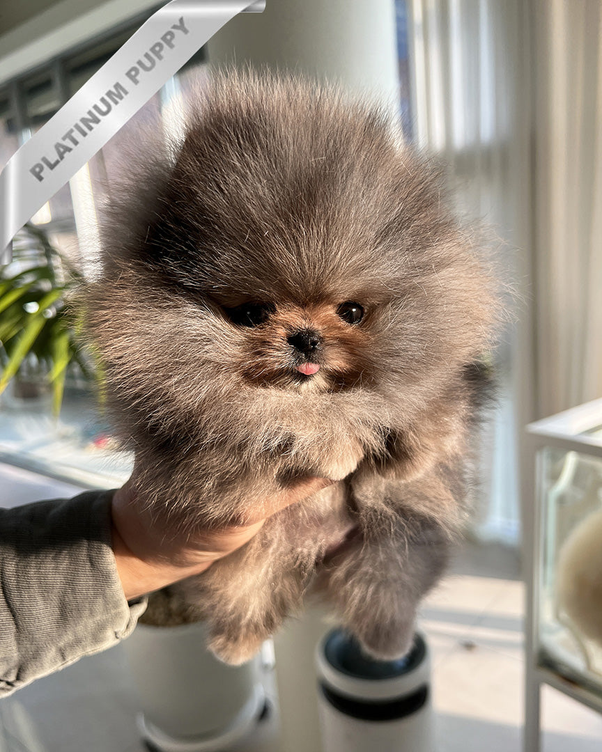 Aria, a Pomeranian puppy
