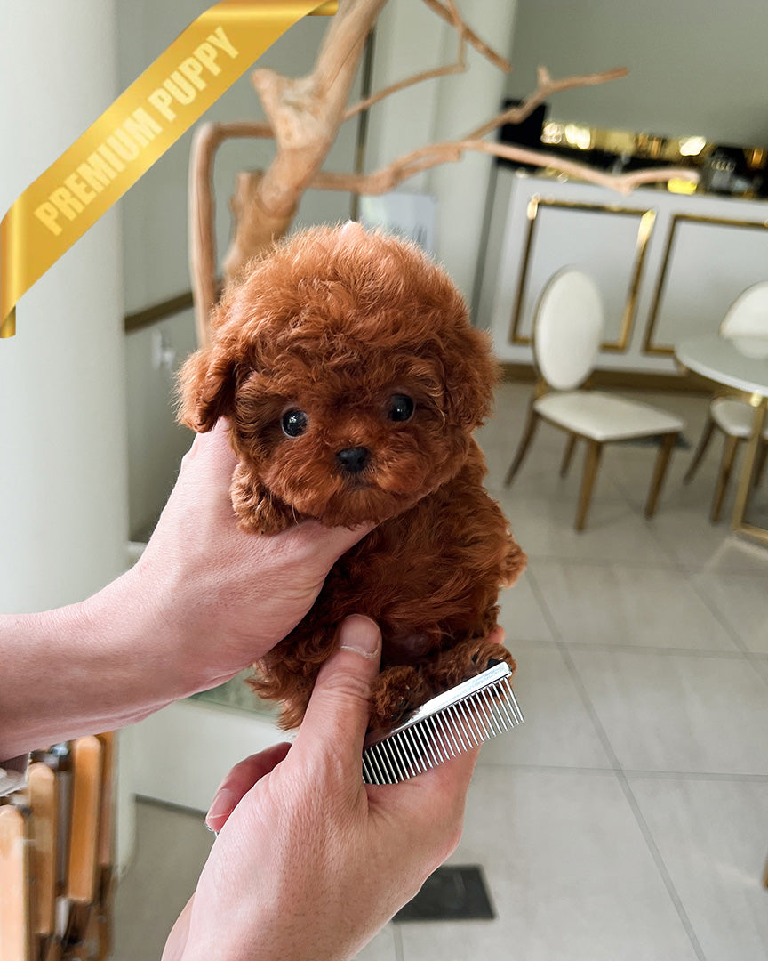 Arlo, a Poodle puppy