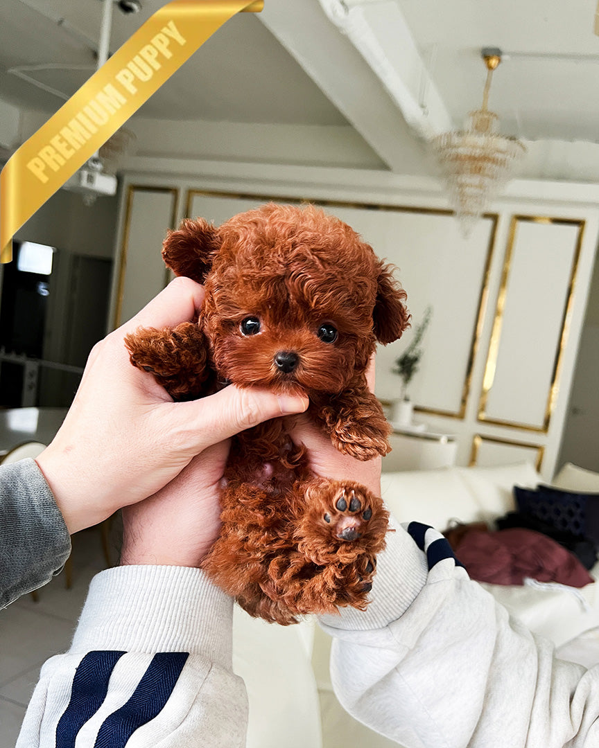 Arlo, a Poodle puppy
