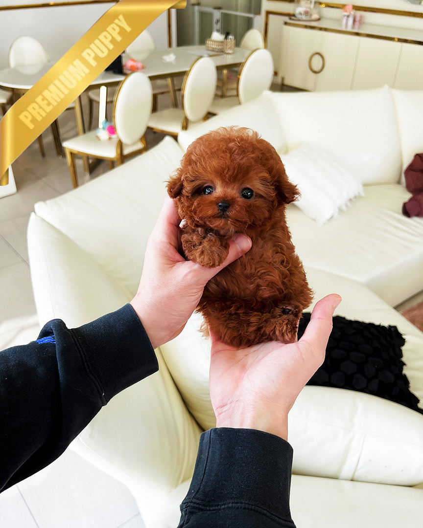 Arlo, a Poodle puppy