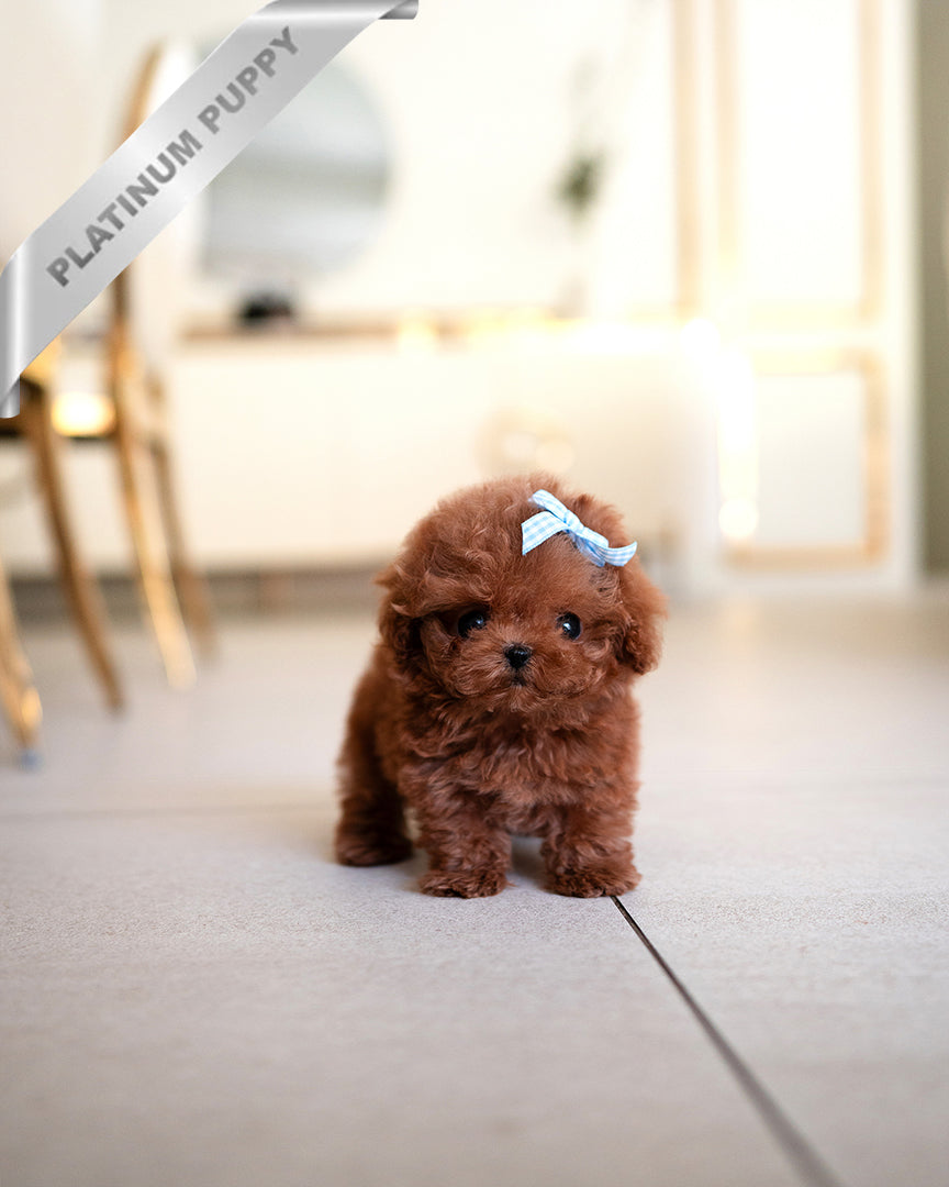 Arlo, a Poodle puppy