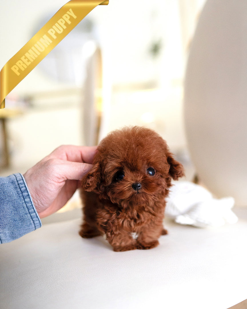 Arlo, a Poodle puppy