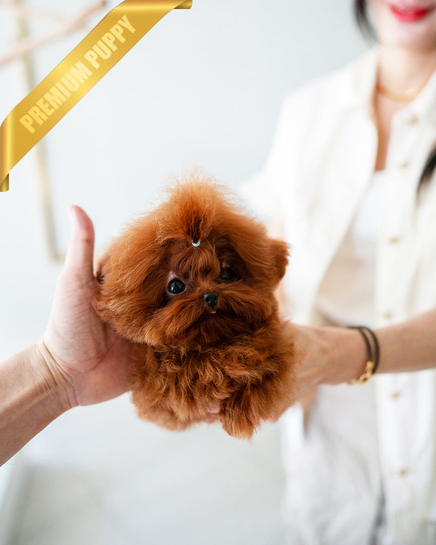 Arlo, a Poodle puppy