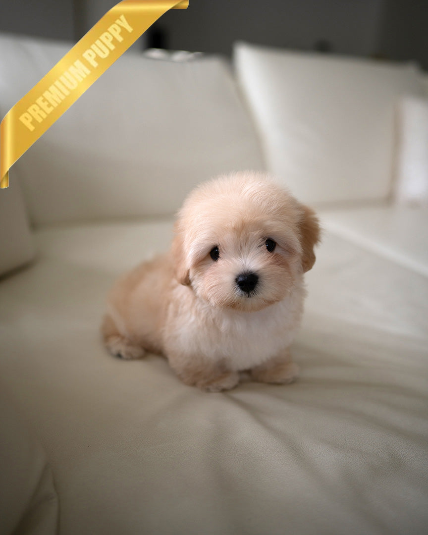 Arthur, a Coton De Tulear puppy