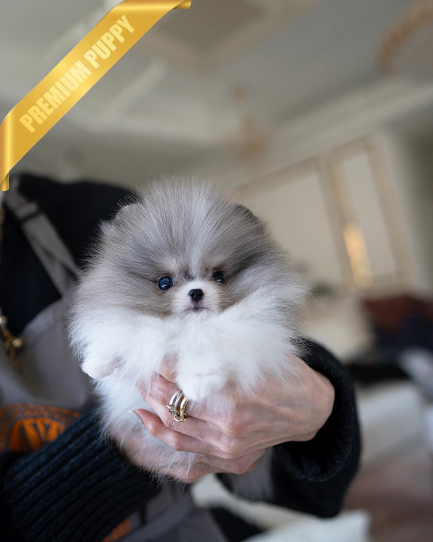 Aspen, a Pomeranian puppy