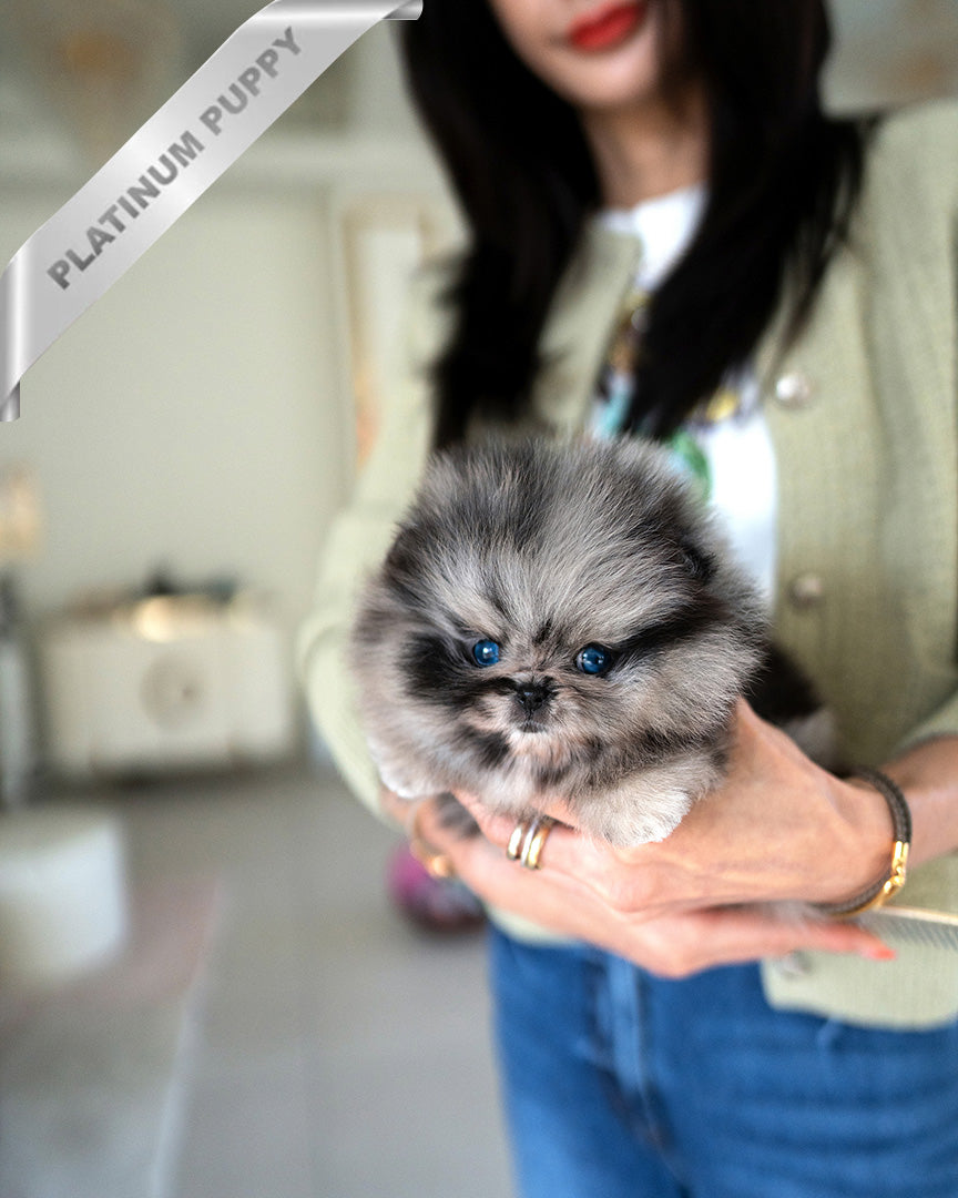 Aspen, a Pomeranian puppy