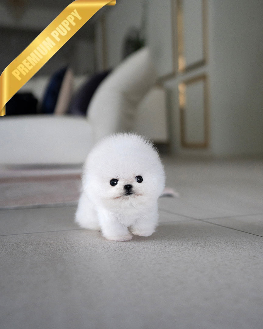 Aspen, a Pomeranian puppy
