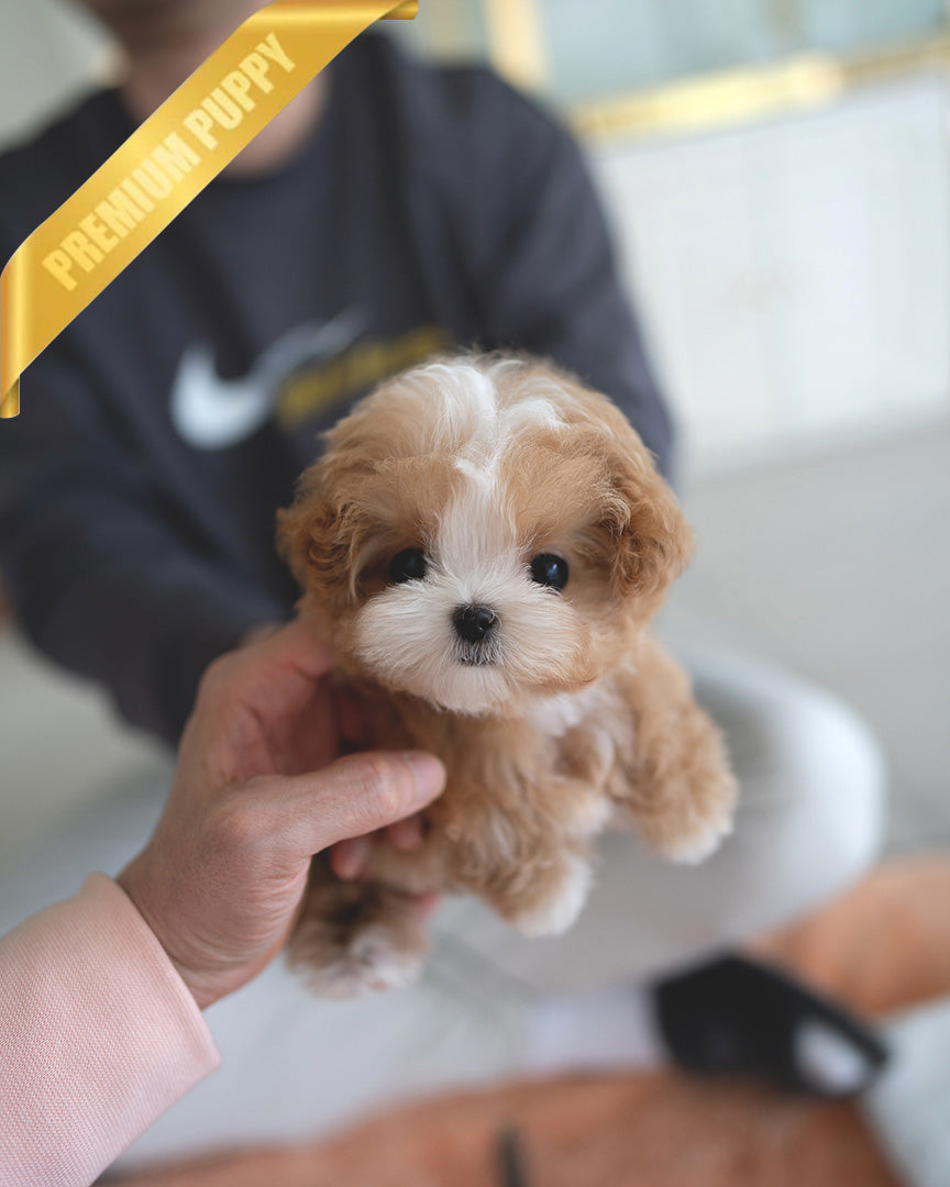 Austin, a Maltipoo puppy