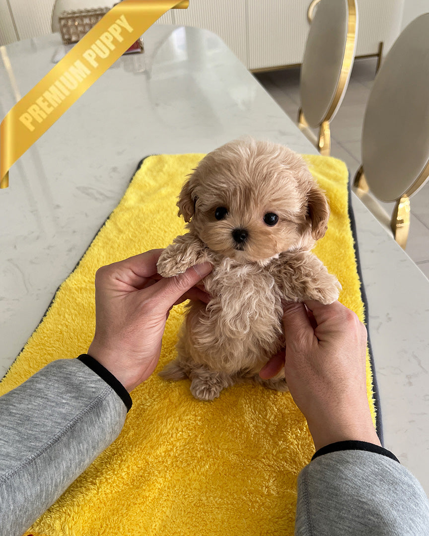 Austin, a Maltipoo puppy