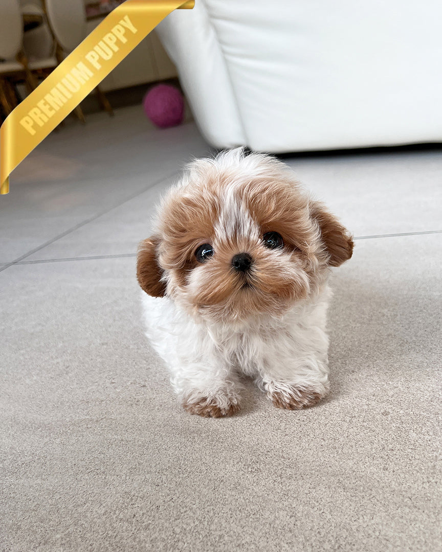 Austin, a Maltipoo puppy