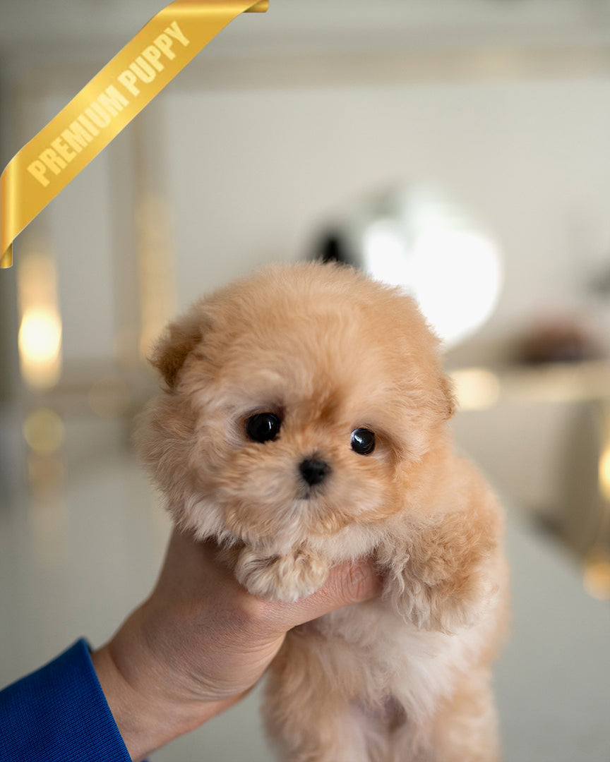 Austin, a Maltipoo puppy