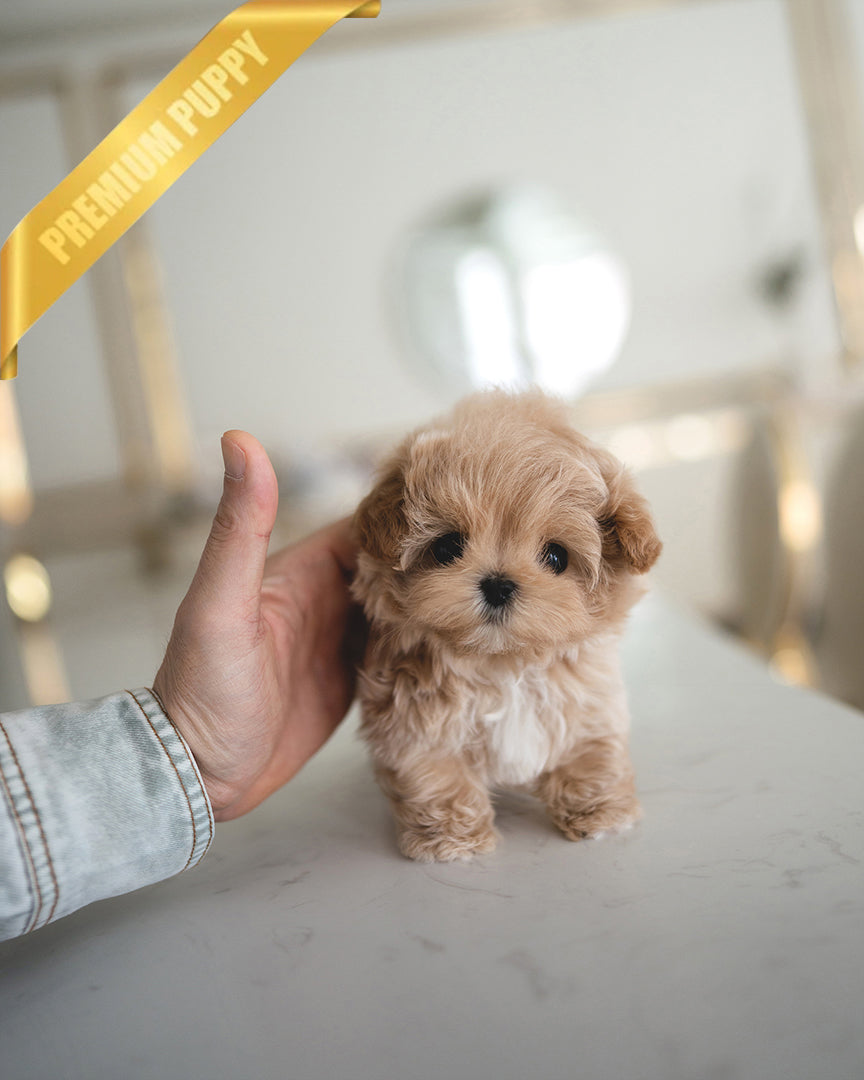 Austin, a Maltipoo puppy