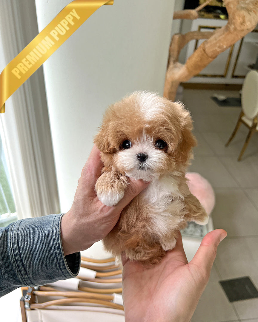 Austin, a Maltipoo puppy