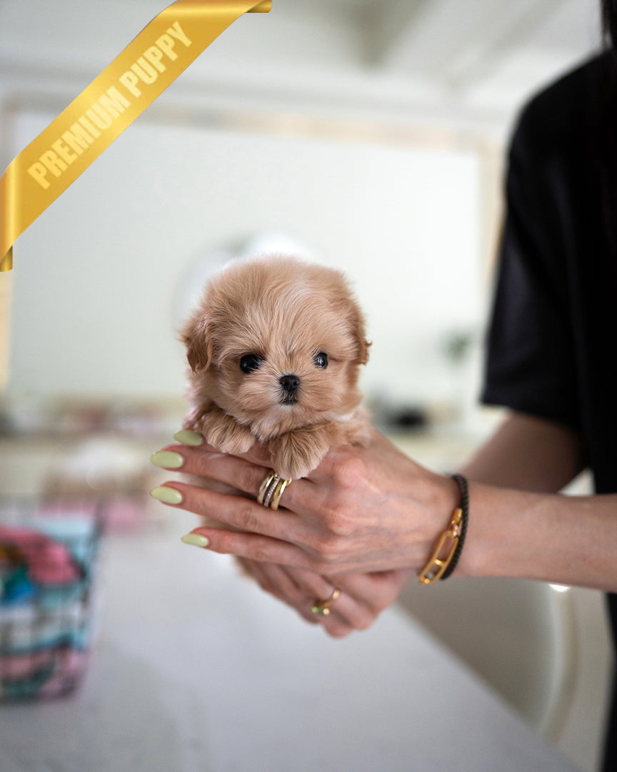 Austin, a Maltipoo puppy
