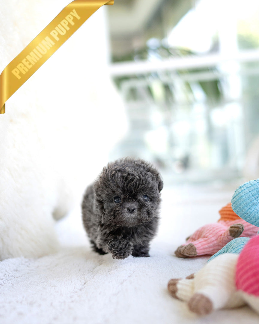 Azure, a Poodle puppy
