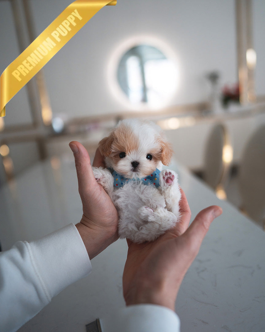 Bagel, a Maltipoo puppy