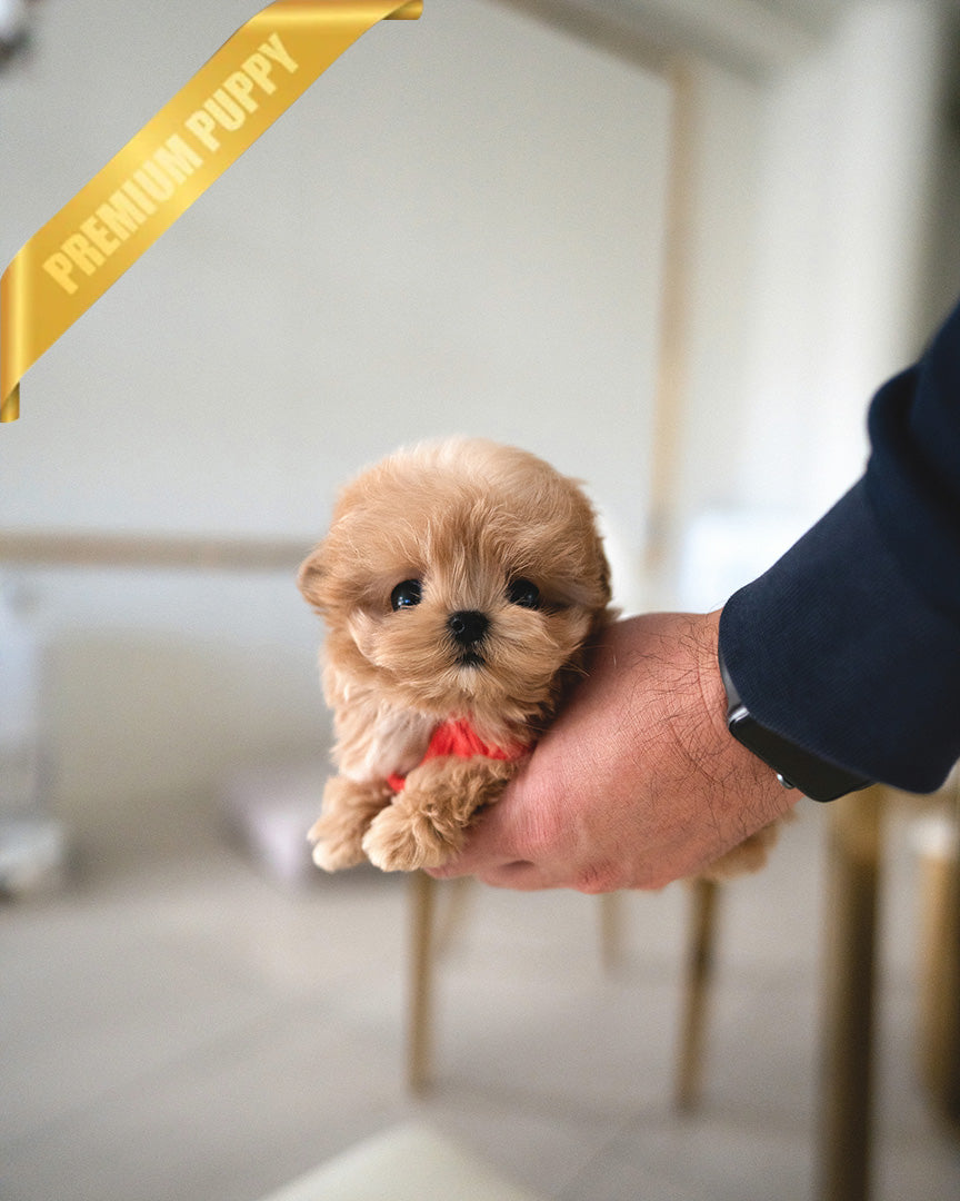Bagel, a Maltipoo puppy