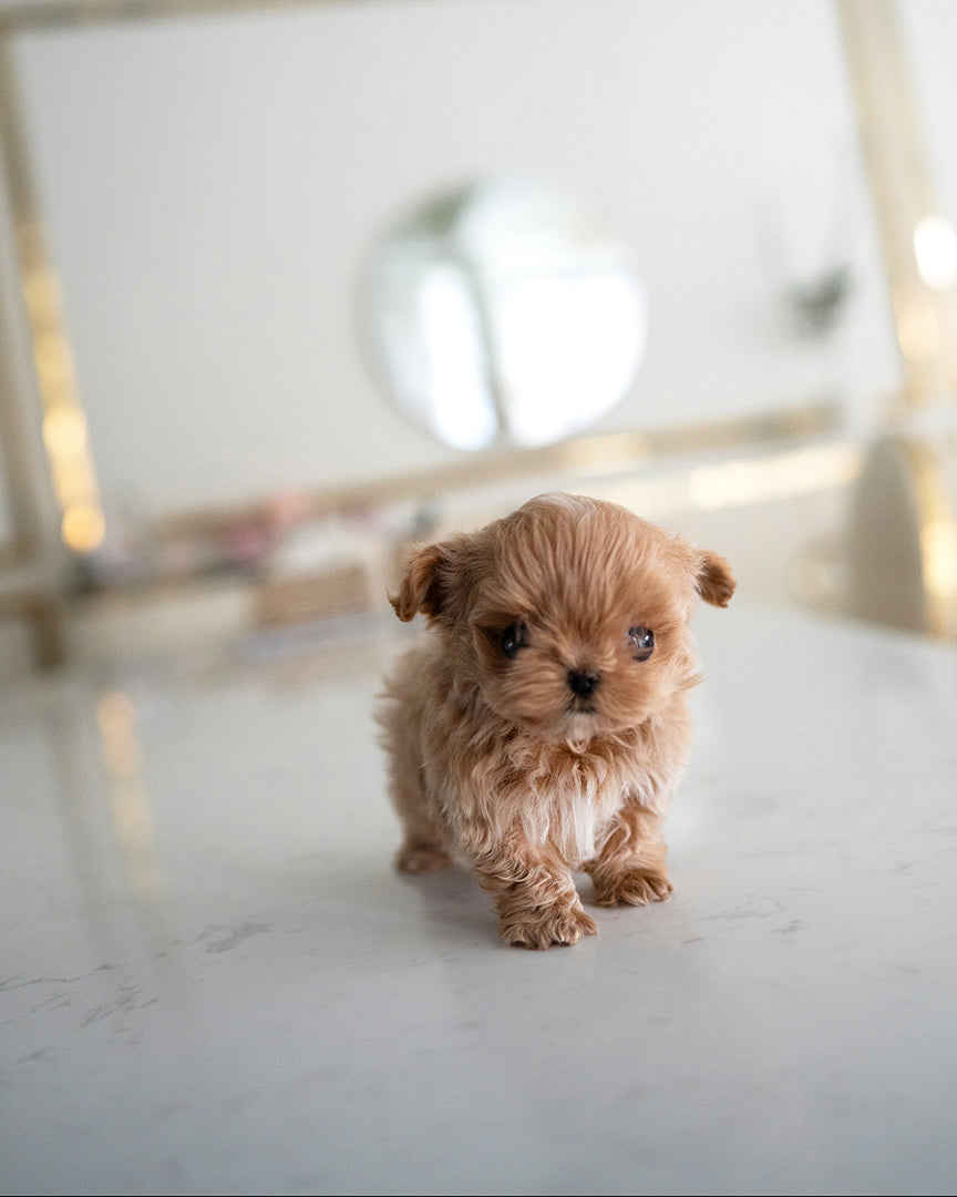 Bagel, a Maltipoo puppy