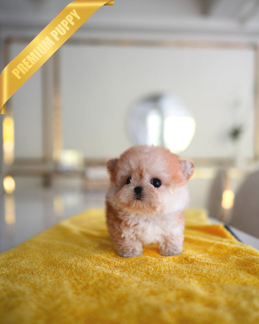 Bagel, a Maltipoo puppy